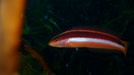 Southern Maori Wrasse