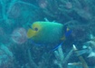 Photo of sighting