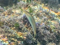 Photo of sighting
