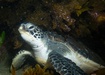 Photo of sighting