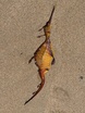 Common seadragon