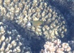 Photo of sighting