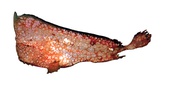Neopataecus waterhousii