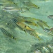 Sidespot goatfish