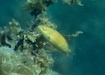 Photo of sighting