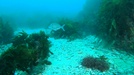 Grey morwong