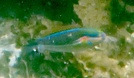 Redspot wrasse