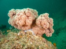 Southern soft  coral