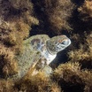 Green turtle