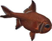 Trachichthys australis