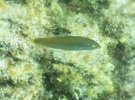 Photo of sighting