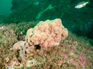 Southern soft  coral