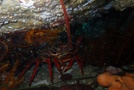 Eastern rock lobster