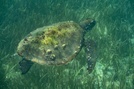 Loggerhead turtle