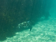 Photo of sighting