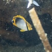 Blackback butterflyfish