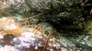 Eastern rock lobster