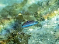 Photo of sighting