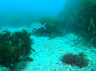Photo of sighting