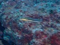 Photo of sighting