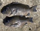 Rock blackfish 