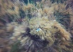 Photo of sighting
