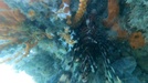 Common lionfish