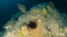 Longspine sea urchin