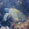 Green turtle