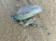 Photo of sighting