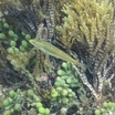 Brokenline wrasse