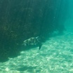 Green turtle