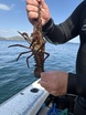Eastern rock lobster