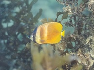 Photo of sighting