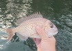 Photo of sighting