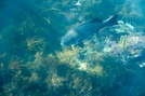 Rock blackfish 