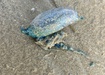 Photo of sighting
