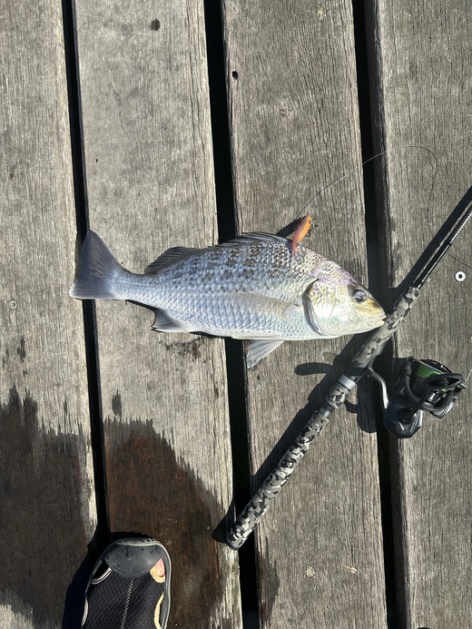 Verified Pomadasys Kaakan (Barred Javelinfish) sighting in New South