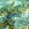 Moon wrasse