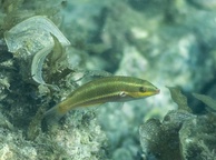Photo of sighting