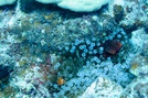 Spine-cheek Clownfish