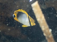 Photo of sighting