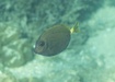 Photo of sighting