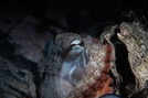 Gloomy octopus