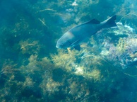 Photo of sighting
