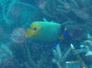 Blueface Angelfish