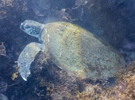 Photo of sighting