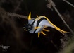 Photo of sighting