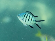 Photo of sighting