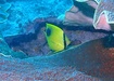 Photo of sighting